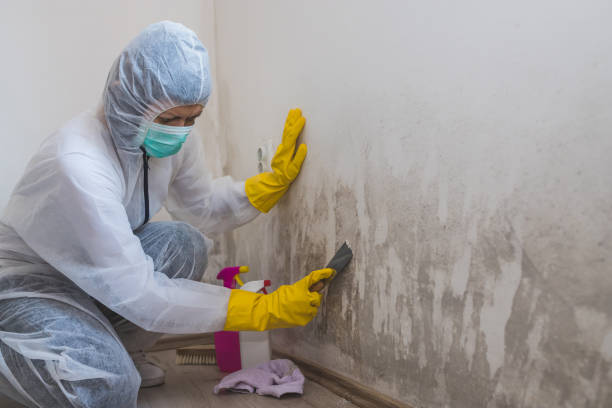 Best Emergency Mold Removal  in Marcus, IA