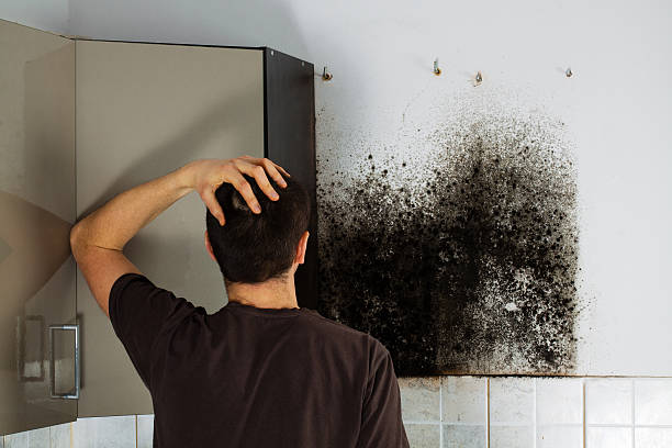 Best Toxic Mold Removal  in Marcus, IA