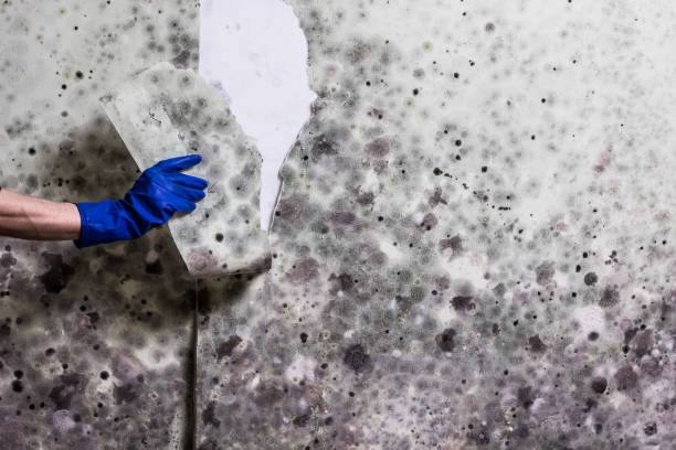 Best Certified Mold Removal  in Marcus, IA