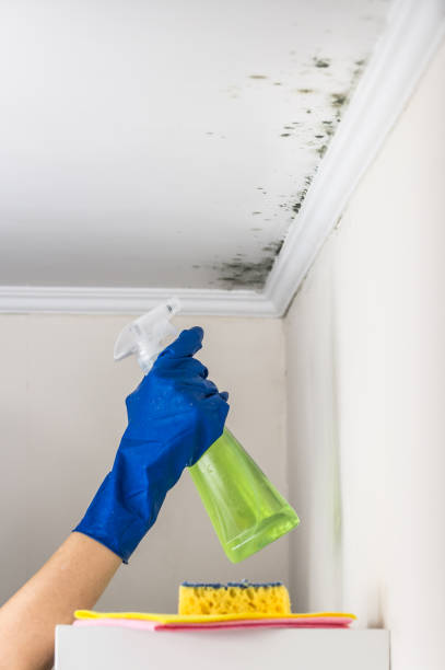 Best Local Mold Removal Service  in Marcus, IA