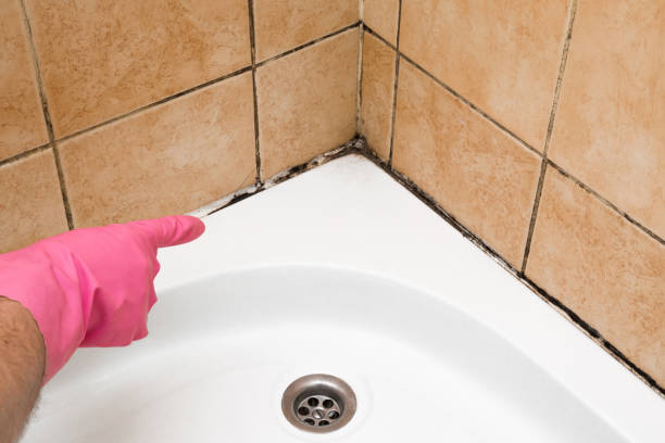 Reliable Marcus, IA Mold Removal Solutions