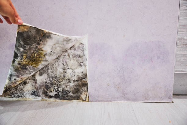 Best Residential Mold Removal  in Marcus, IA